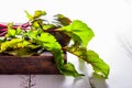 Fresh organic chard on a rustic background side view