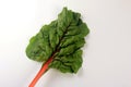 Fresh organic chard on a white background Royalty Free Stock Photo