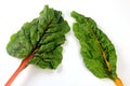 Fresh organic chard on a white background Royalty Free Stock Photo