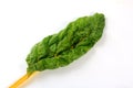 Fresh organic chard on a white background Royalty Free Stock Photo