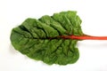 Fresh organic chard on a white background Royalty Free Stock Photo