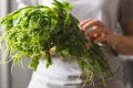 Fresh organic chayote shoot leaf holding by woman hand