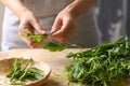 Fresh organic chayote shoot leaf holding by woman hand