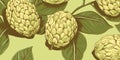 Fresh Organic Cherimoya Fruit Horizontal Background Illustration.