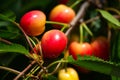 Fresh organic cherries Royalty Free Stock Photo