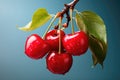 Fresh organic cherries close-up Royalty Free Stock Photo