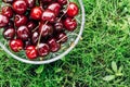 Fresh organic cherries Royalty Free Stock Photo