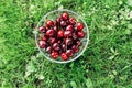 Fresh organic cherries Royalty Free Stock Photo