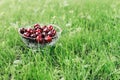 Fresh organic cherries Royalty Free Stock Photo