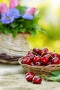 Fresh organic cherries in wicker basket Royalty Free Stock Photo