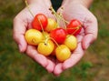Fresh organic cherries on woman hands background after picking from cherry farm Royalty Free Stock Photo