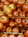 Fresh Organic Cherry Tomatoes on Branch, Group of fresh Cherry Tomatoes