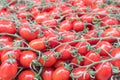 Fresh organic Cherry Tomatoes on Farmers Market Royalty Free Stock Photo
