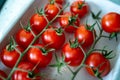 Fresh organic cherry tomatoes on the vine in eco-friendly packag Royalty Free Stock Photo