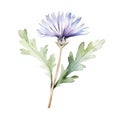 Fresh Organic Chicory Root Vegetable Square Watercolor Illustration. Royalty Free Stock Photo