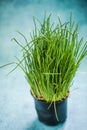 Fresh organic chive in pot