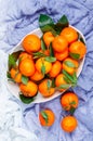 Fresh organic citrus mandarin oranges fruit tangerines, clementines with leaves in a light dish on a blue background Royalty Free Stock Photo