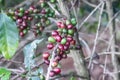 Fresh organic coffee berries hang on tree in Norther of Thailand