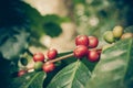 Fresh organic coffee cherries with coffee tree in northern part of thailand