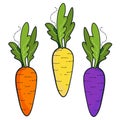 Fresh organic colorfull carrot isolated