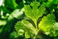 Fresh organic coriander leaf Royalty Free Stock Photo