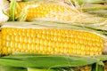 Fresh organic corn Royalty Free Stock Photo
