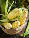 Fresh organic corn in basket Royalty Free Stock Photo