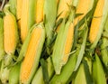 Fresh organic corn