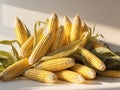 Fresh Organic Corn Cob Harvest - Autumn Abundance Royalty Free Stock Photo
