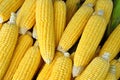 Fresh organic corn Royalty Free Stock Photo