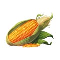 Fresh organic corn ripe for healthy eating