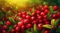 Fresh Organic Cranberry Berry Horizontal Background Illustration. Royalty Free Stock Photo