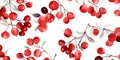 Fresh Organic Cranberry Berry Horizontal Watercolor Illustration. Royalty Free Stock Photo