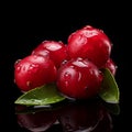 Fresh Organic Cranberry Berry Square Illustration. Royalty Free Stock Photo