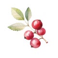 Fresh Organic Cranberry Berry Square Watercolor Illustration.
