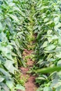 Fresh Organic Cucumber On Agricultural Field Royalty Free Stock Photo