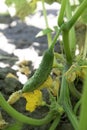 Fresh organic cucumber growing on a bed Royalty Free Stock Photo