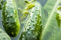 Fresh organic cucumbers and dill in water prepared for pickling, close up Royalty Free Stock Photo