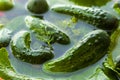 Fresh organic cucumbers and dill in water prepared for pickling, close up Royalty Free Stock Photo