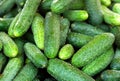 Fresh organic cucumbers from late autumn harvest