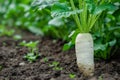 Fresh Organic Daikon Radish Growing in Sustainable Garden Soil, Farm To Table Concept, Natural Vegetable Cultivation, Healthy Royalty Free Stock Photo