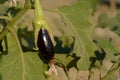 Fresh organic Eggplant in the garden Royalty Free Stock Photo