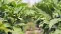 Fresh organic eggplant. Purple eggplant grows in the soil. Growing vegetables in the garden Royalty Free Stock Photo