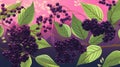 Fresh Organic Elderberry Berry Horizontal Background Illustration.