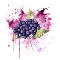 Fresh Organic Elderberry Berry Square Background.