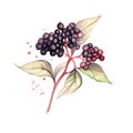 Fresh Organic Elderberry Berry Square Watercolor Illustration.