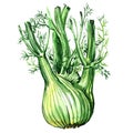 Fresh organic fennel bulb with leaves isolated, watercolor illustration on white