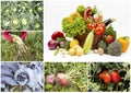 Fresh, organic fruits and vegetables agriculture collage. Harvest