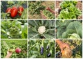 Fresh, organic fruits and vegetables agriculture collage. Harvest