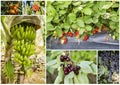 Fresh, organic fruits and vegetables agriculture collage. Harvest Royalty Free Stock Photo